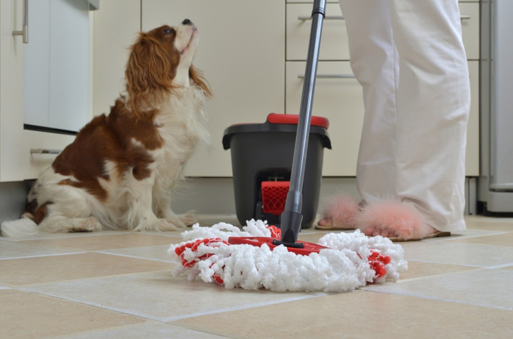 Household Pet Poison Prevention