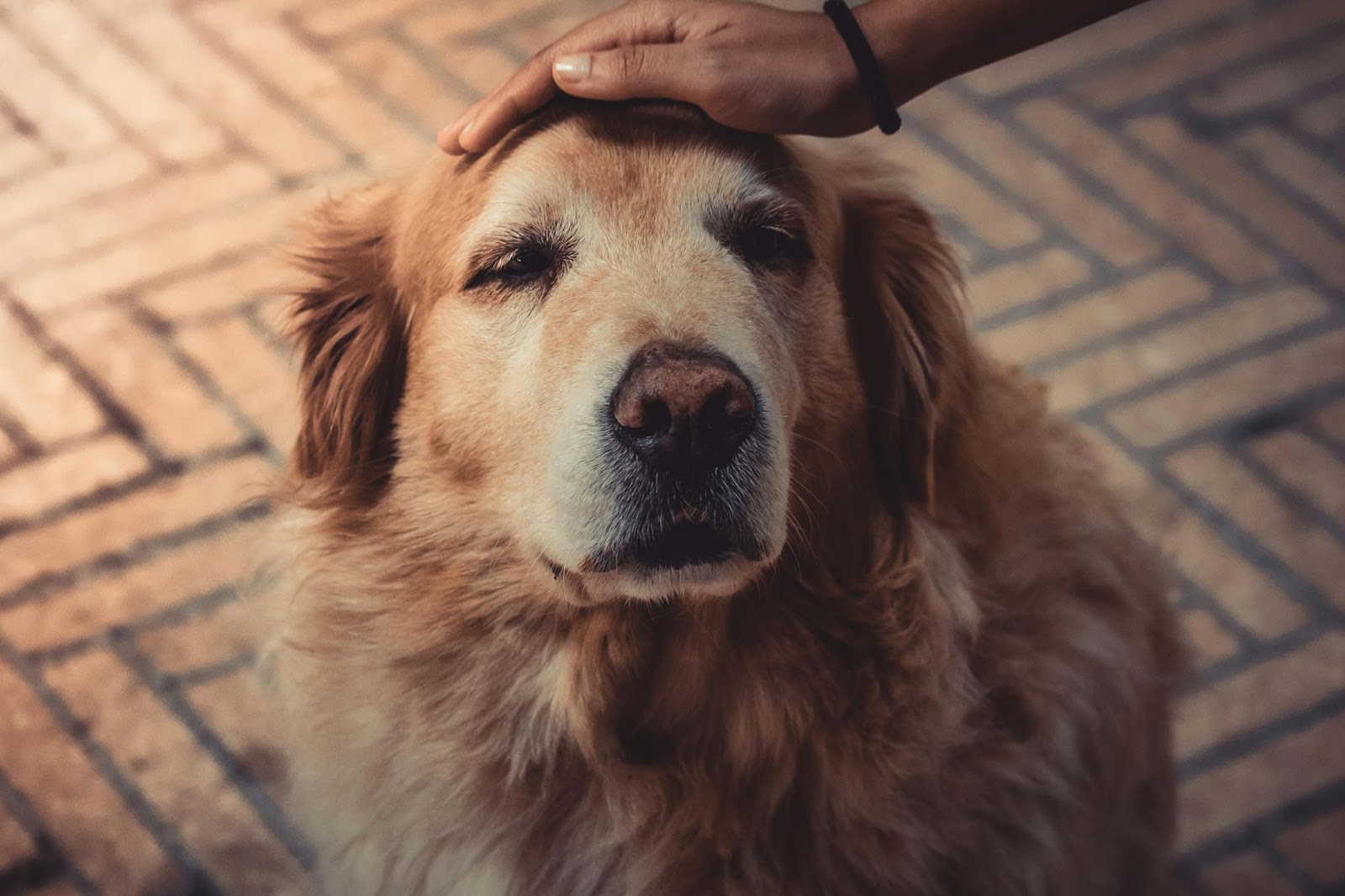 Arthritis in Pets, Pet Arthritis
