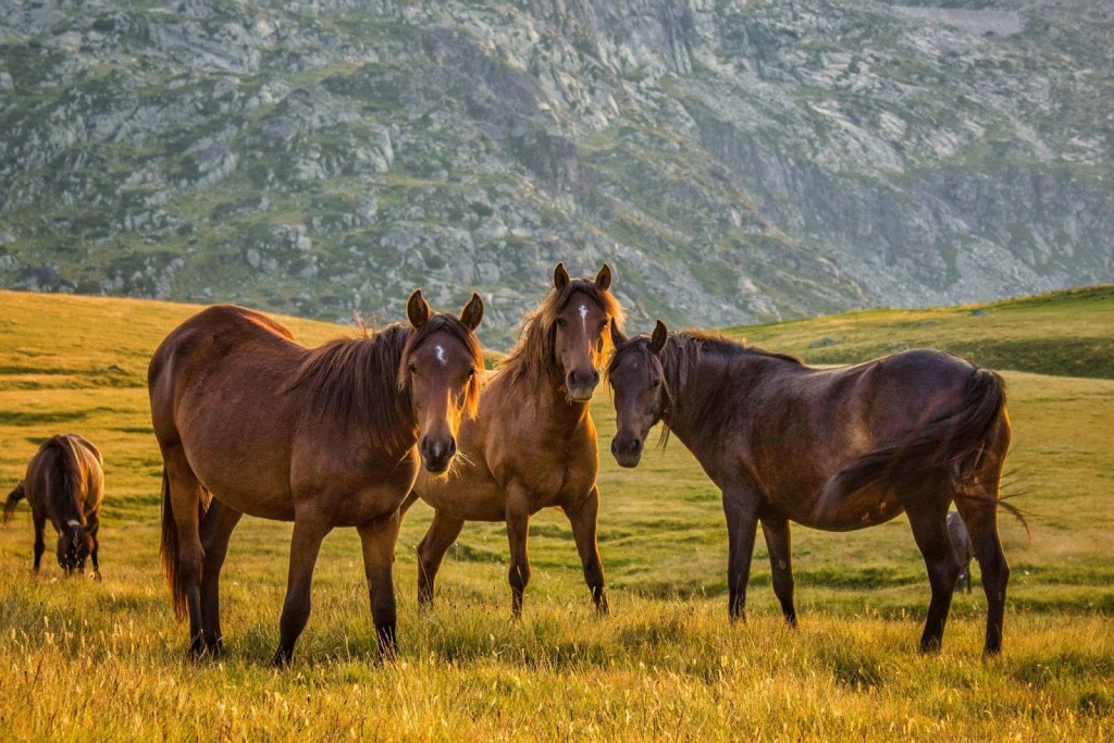 Horses standing in a pasture during sunset, representing livestock health and pain awareness during Animal Pain Awareness Month