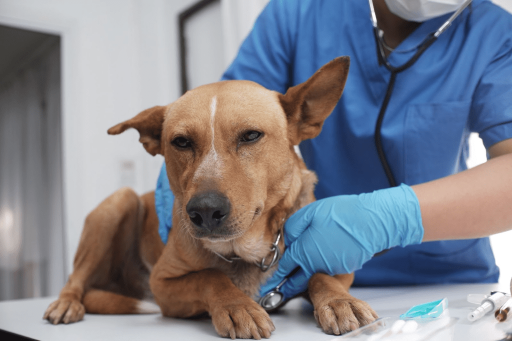 Veterinarian examining a dog during a checkup, highlighting early detection and pain management for pets during Animal Pain Awareness Month.