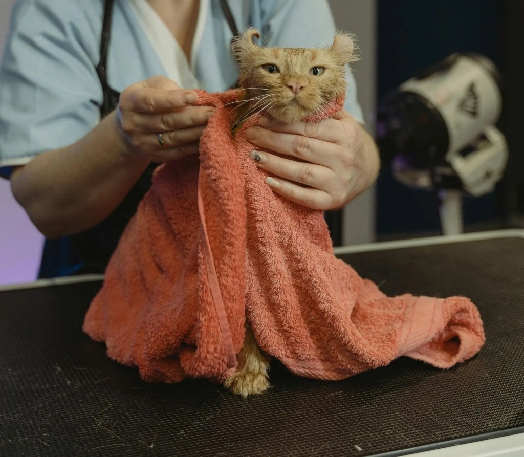 Cat receiving gentle care during a routine wellness visit before travel