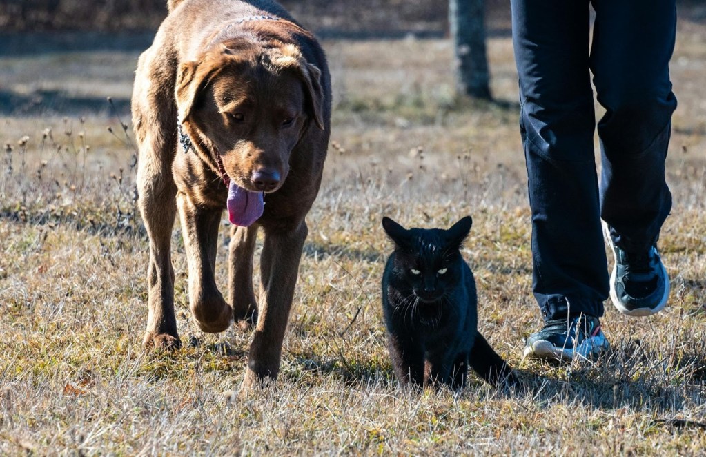 Dog and cat staying active together as part of pet wellness in Worland WY
